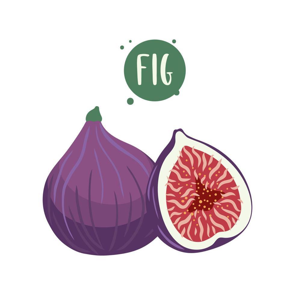 illustrations dessinées à la main de figues. figue de dessin animé tranchée et entière. modèle pour votre conception. vecteur