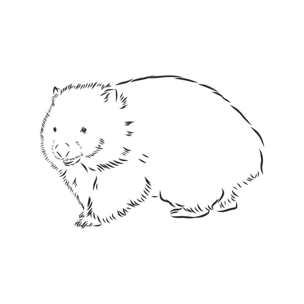 croquis de vecteur de wombat