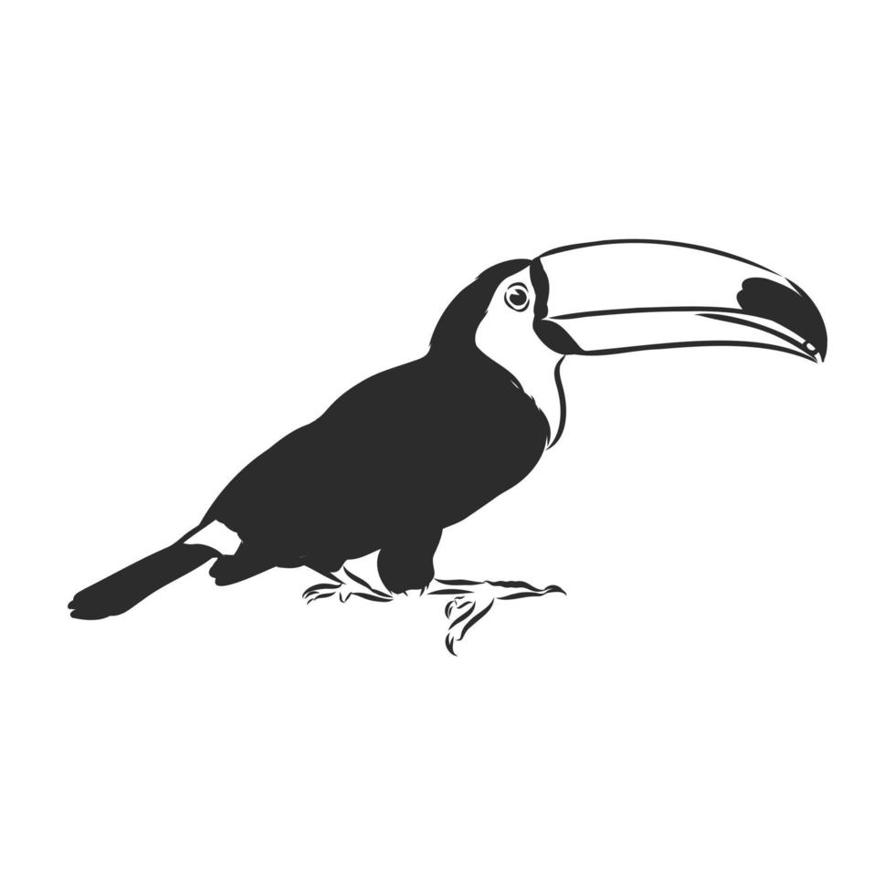 croquis de vecteur de toucan