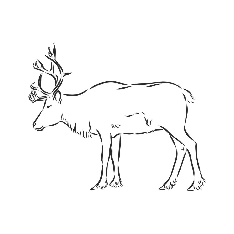 croquis de vecteur de cerf