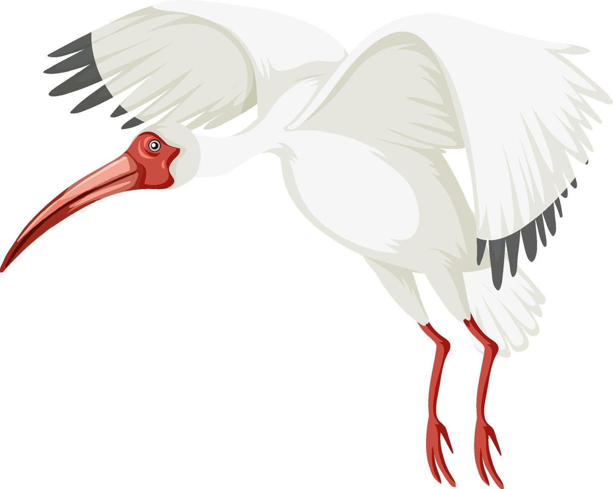 ibis blanc américain isolé vecteur