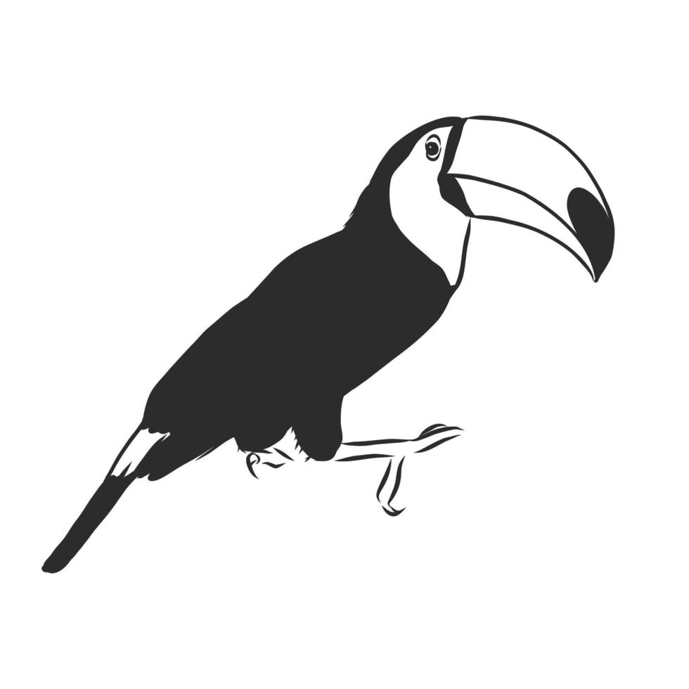 croquis de vecteur de toucan