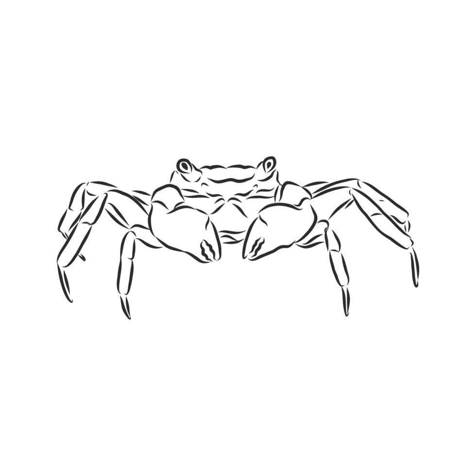 croquis de vecteur de crabe