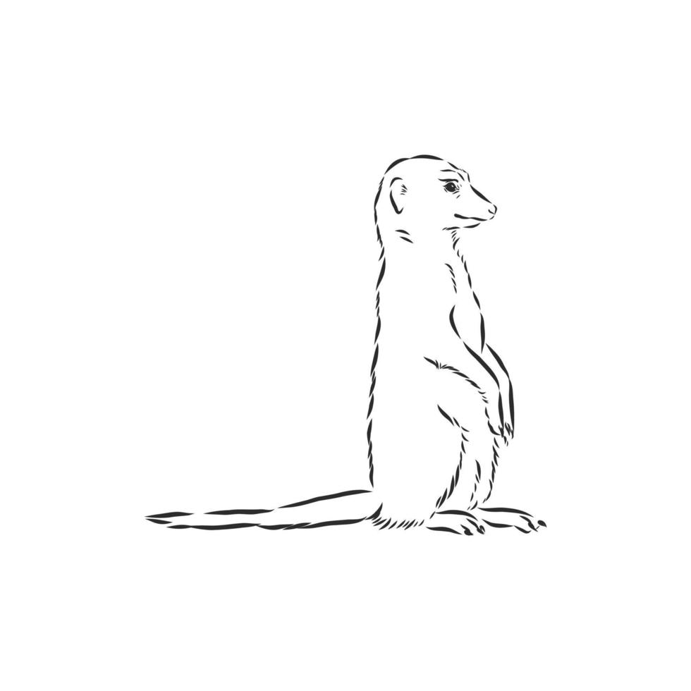 croquis de vecteur de suricate