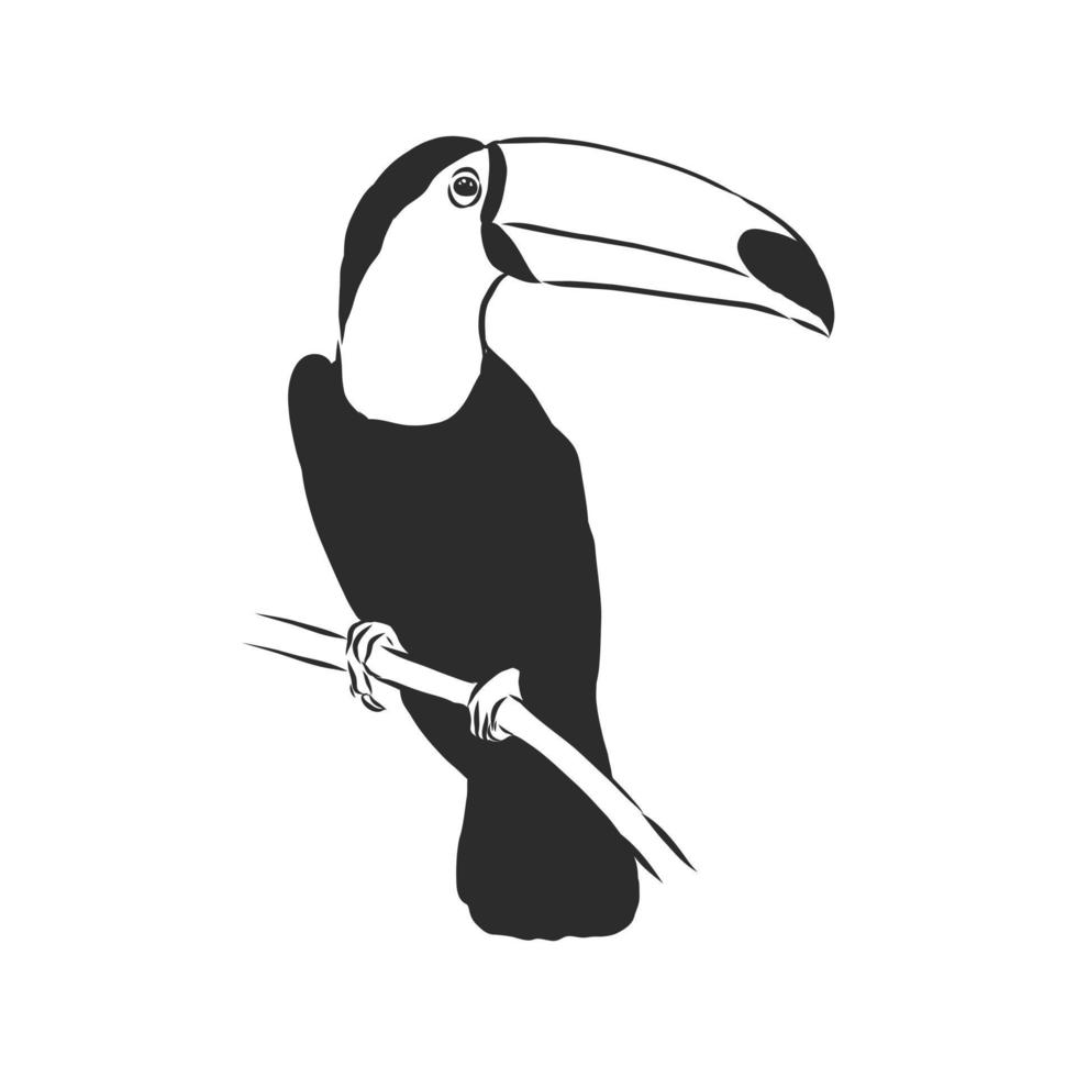 croquis de vecteur de toucan