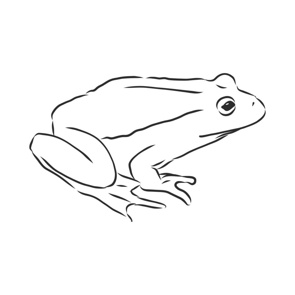 croquis de vecteur de grenouille