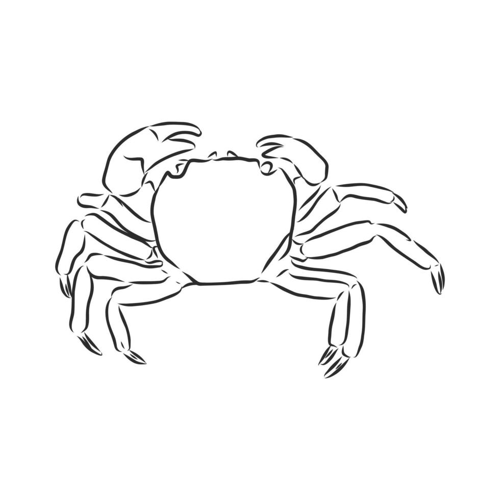 croquis de vecteur de crabe