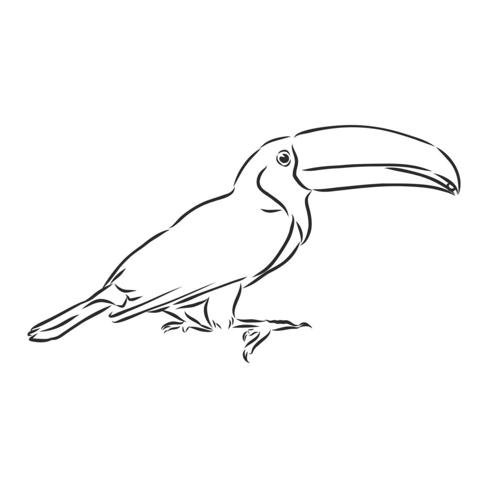 croquis de vecteur de toucan