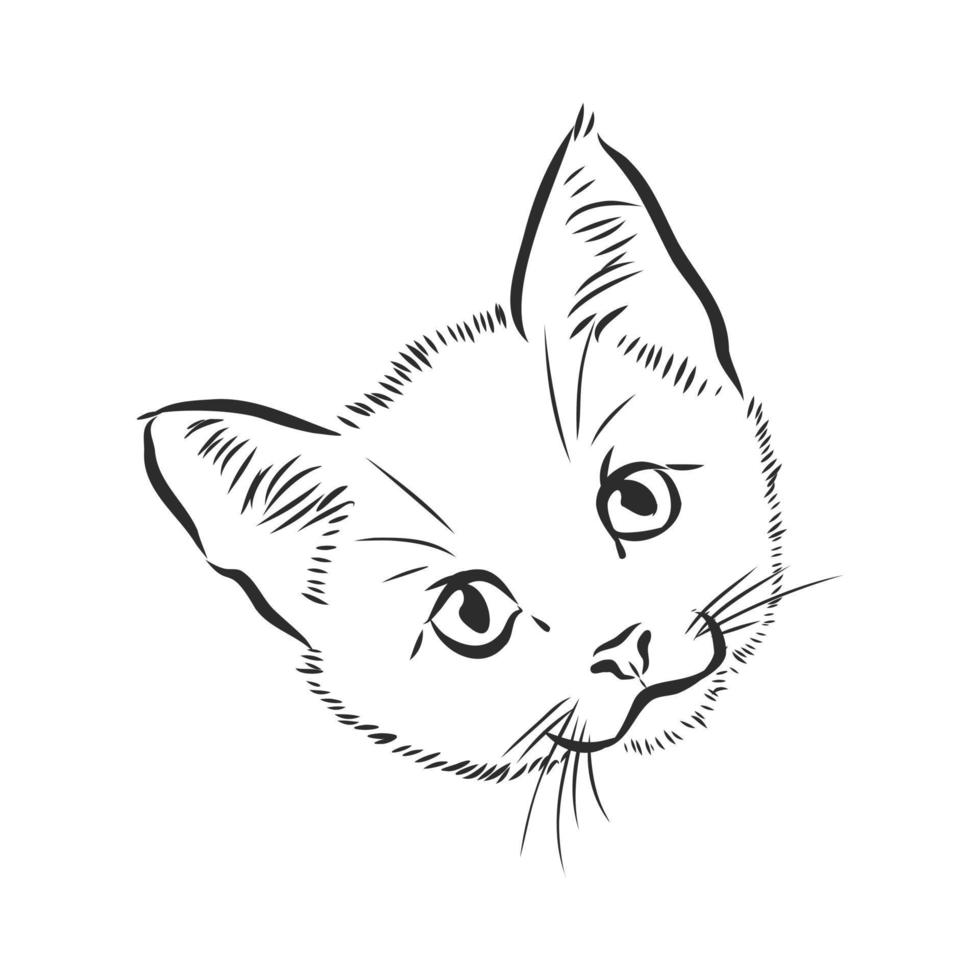 croquis de vecteur de chat