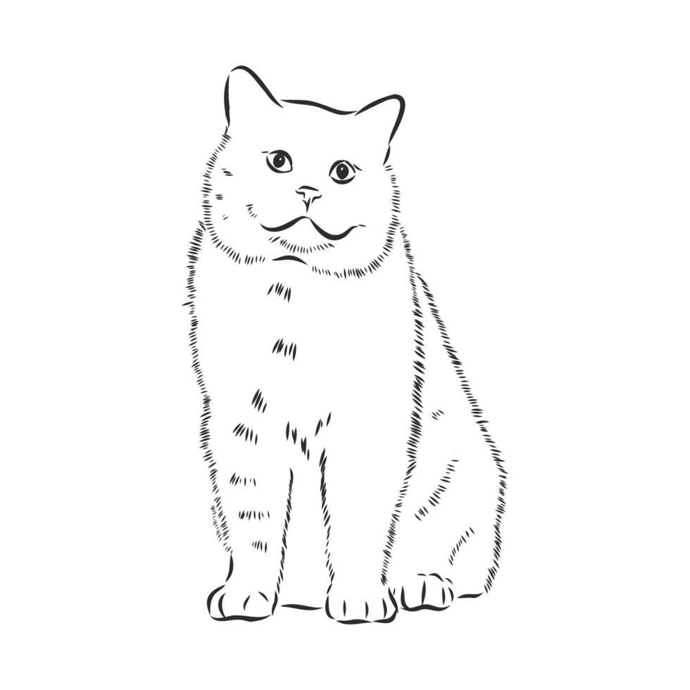 croquis de vecteur de chat