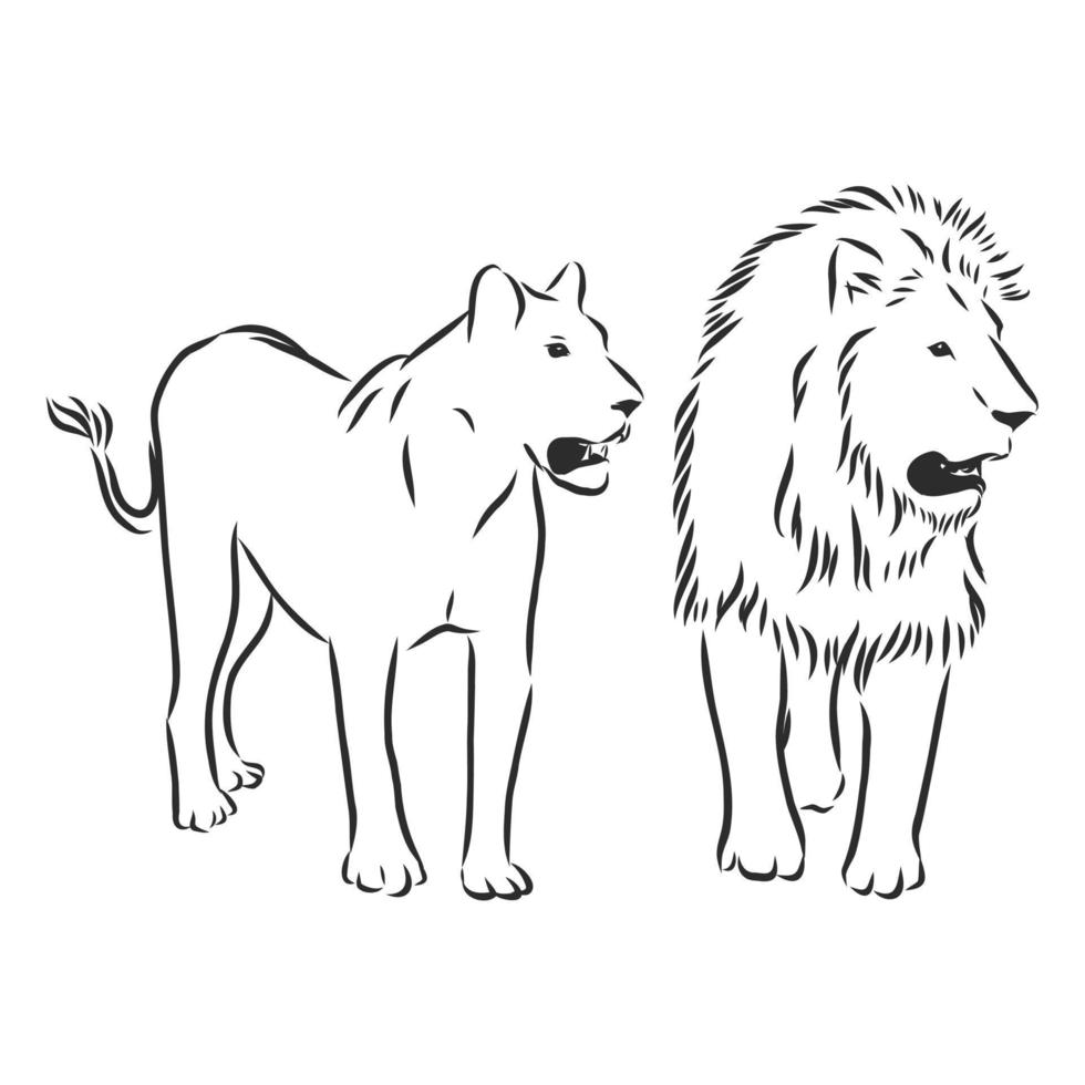 croquis de vecteur animal lion