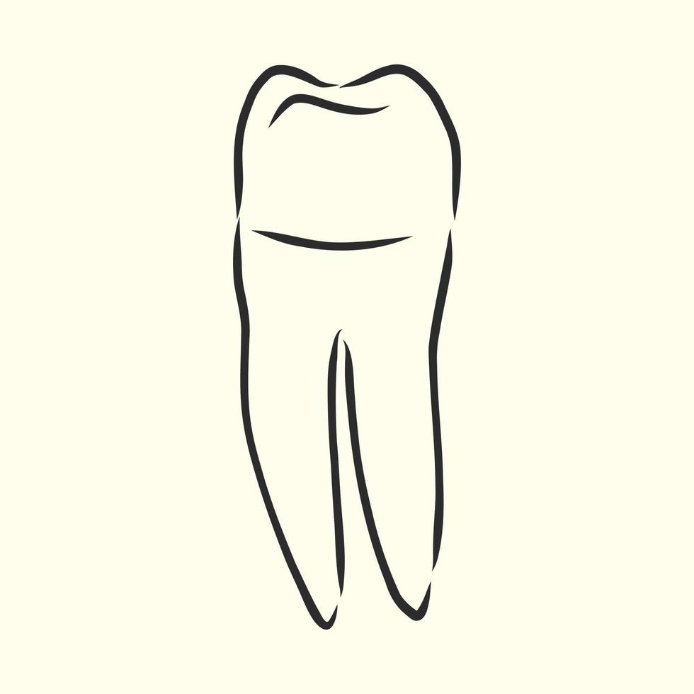 croquis de vecteur de dent