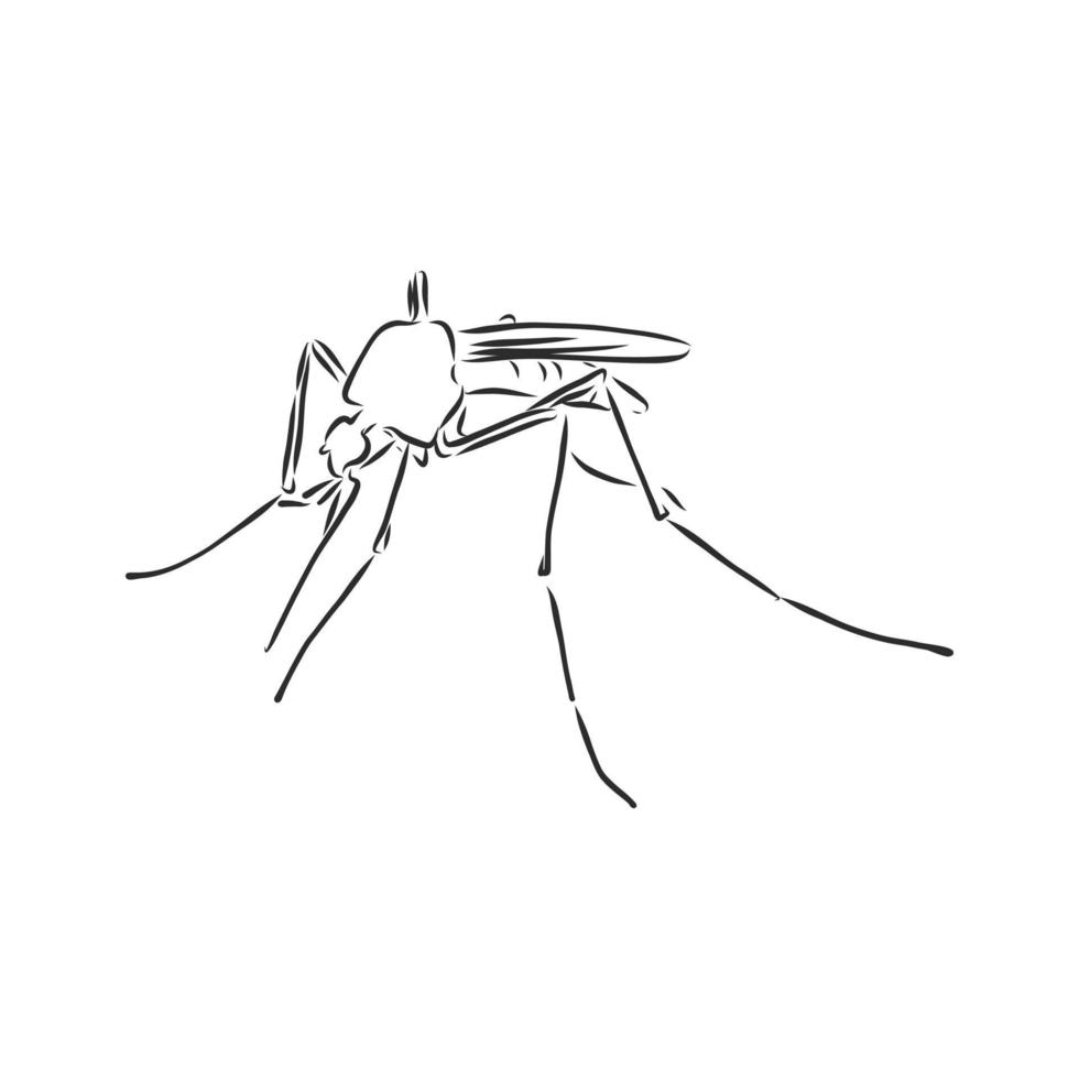 croquis de vecteur de moustique