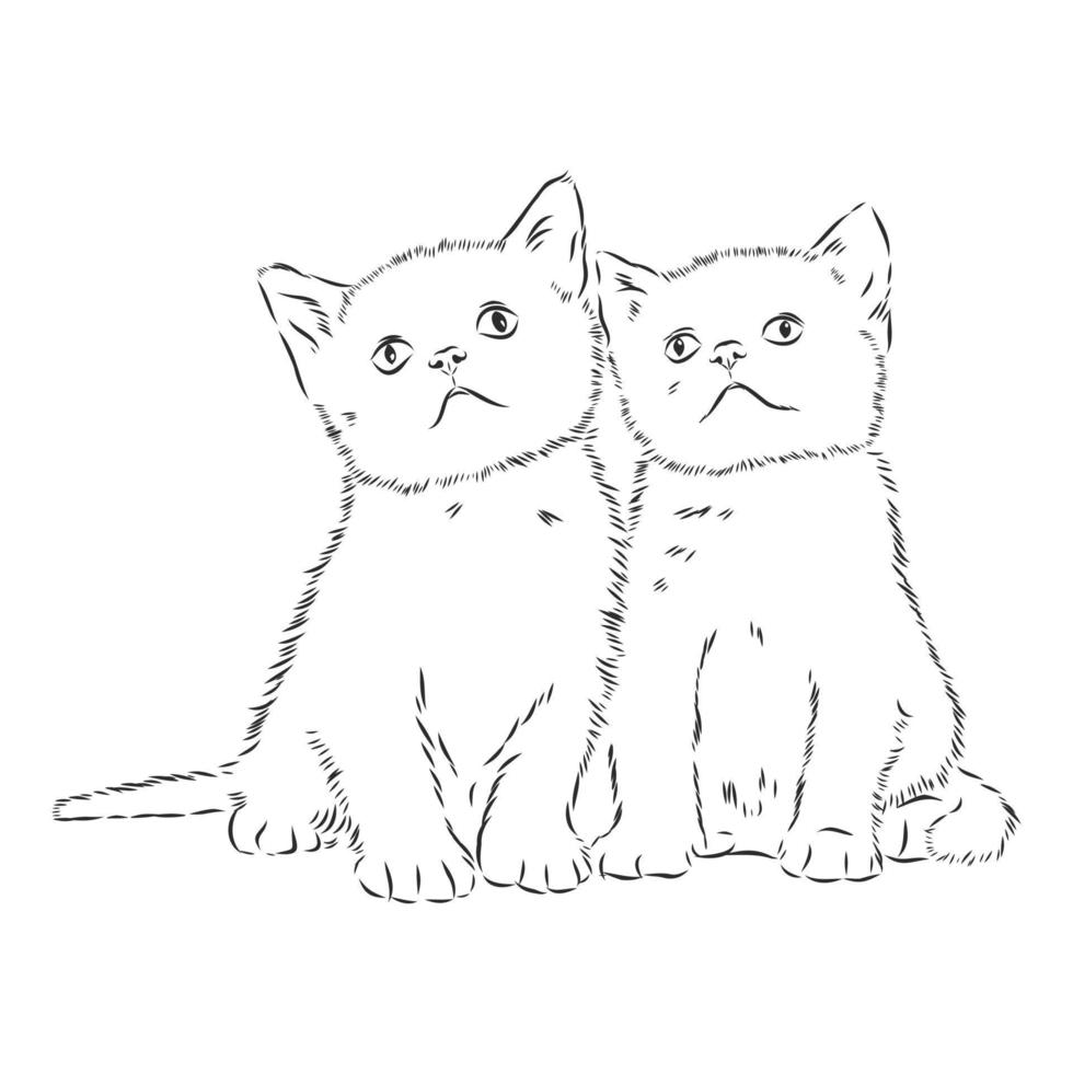 croquis de vecteur de chat