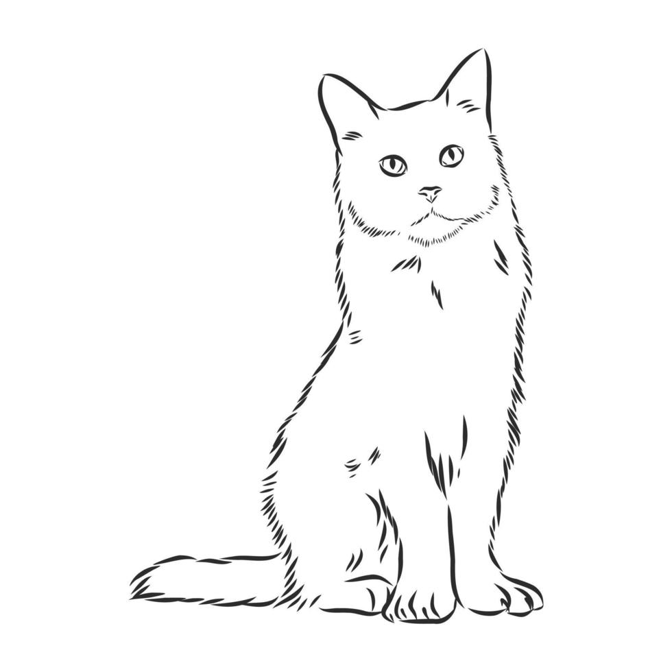 croquis de vecteur de chat