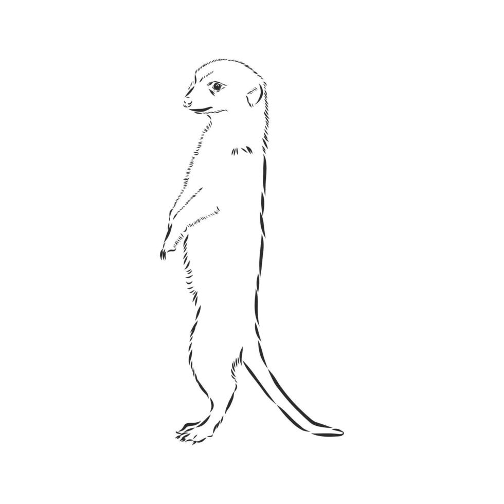 croquis de vecteur de suricate