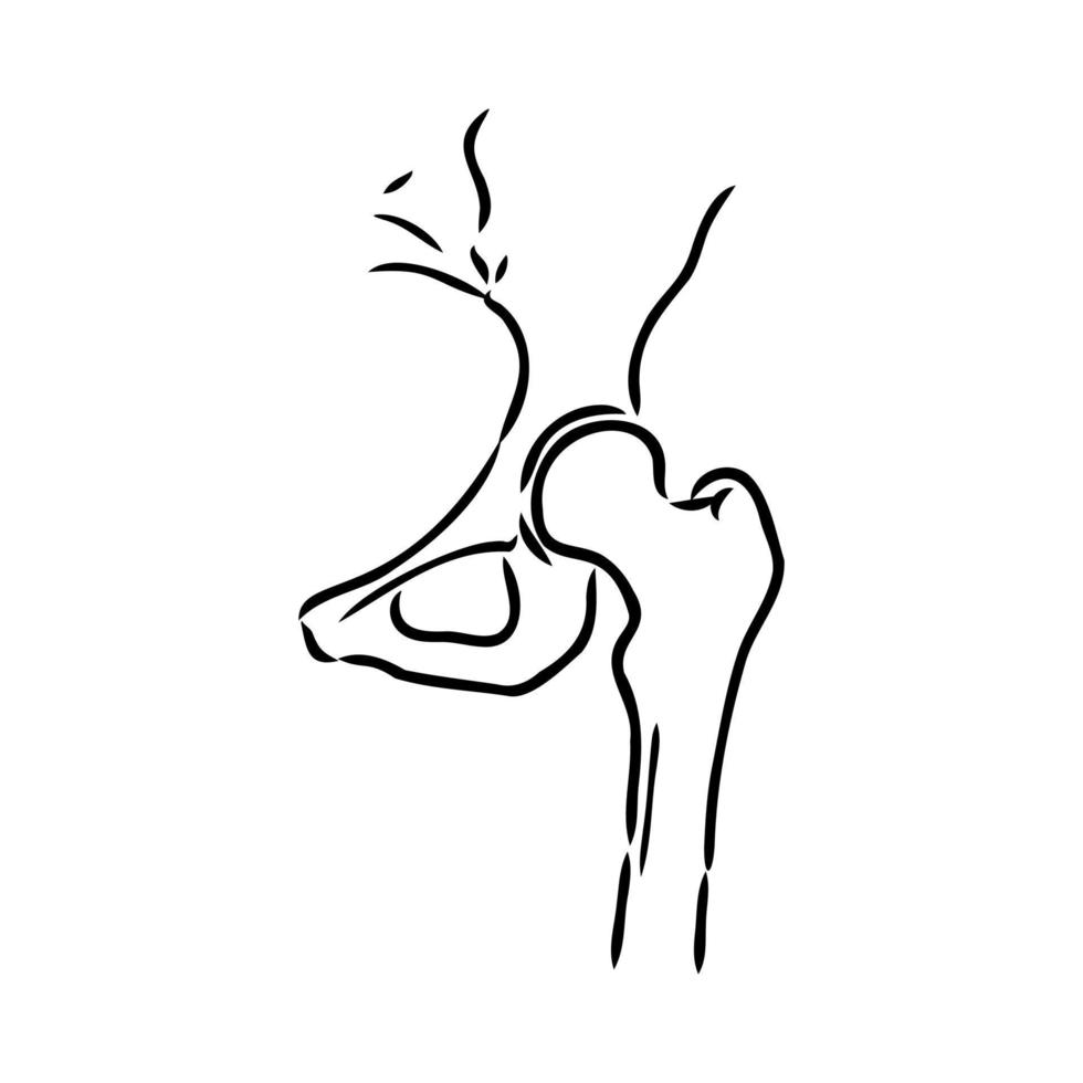 croquis de vecteur d'articulation de la hanche