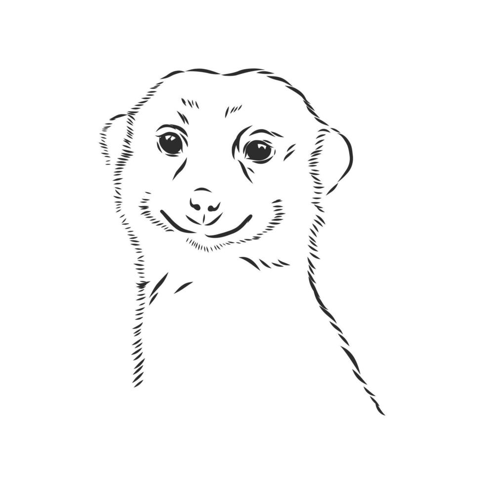 croquis de vecteur de suricate