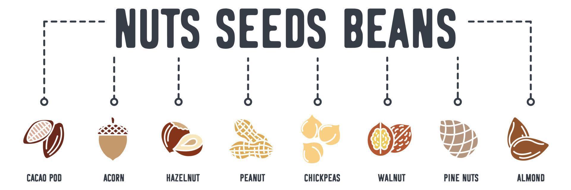 icône web de bannière de noix, de graines et de haricots. gousse de cacao, gland, noisette, cacahuète, pois chiches, noix, pignons de pin, concept d'illustration vectorielle aux amandes. vecteur