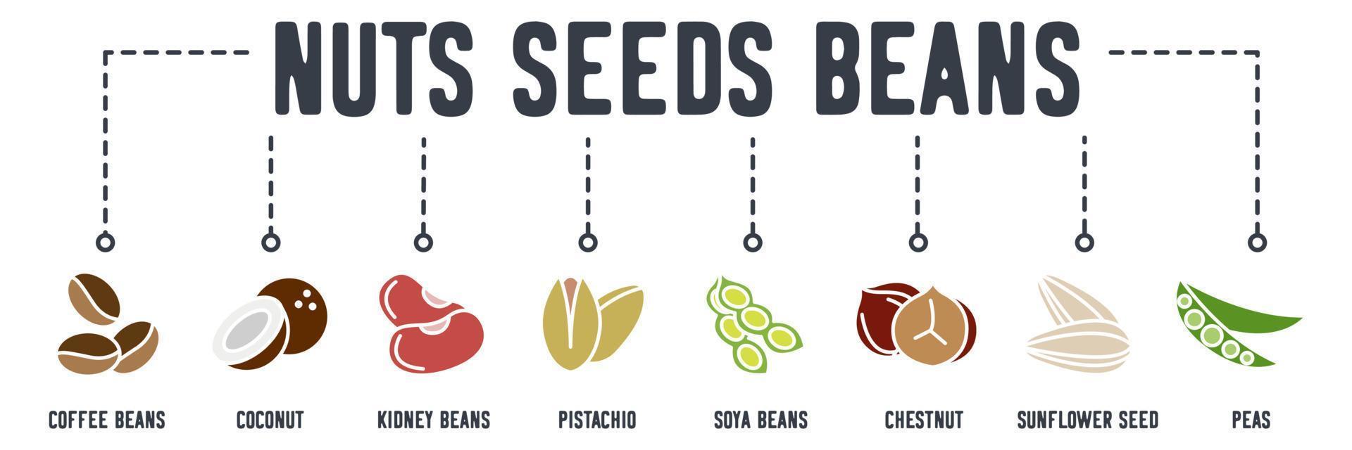 icône web de bannière de noix, de graines et de haricots. grains de café, noix de coco, haricots rouges, pistache, graines de soja, châtaigne, graines de tournesol, concept d'illustration vectorielle de pois. vecteur