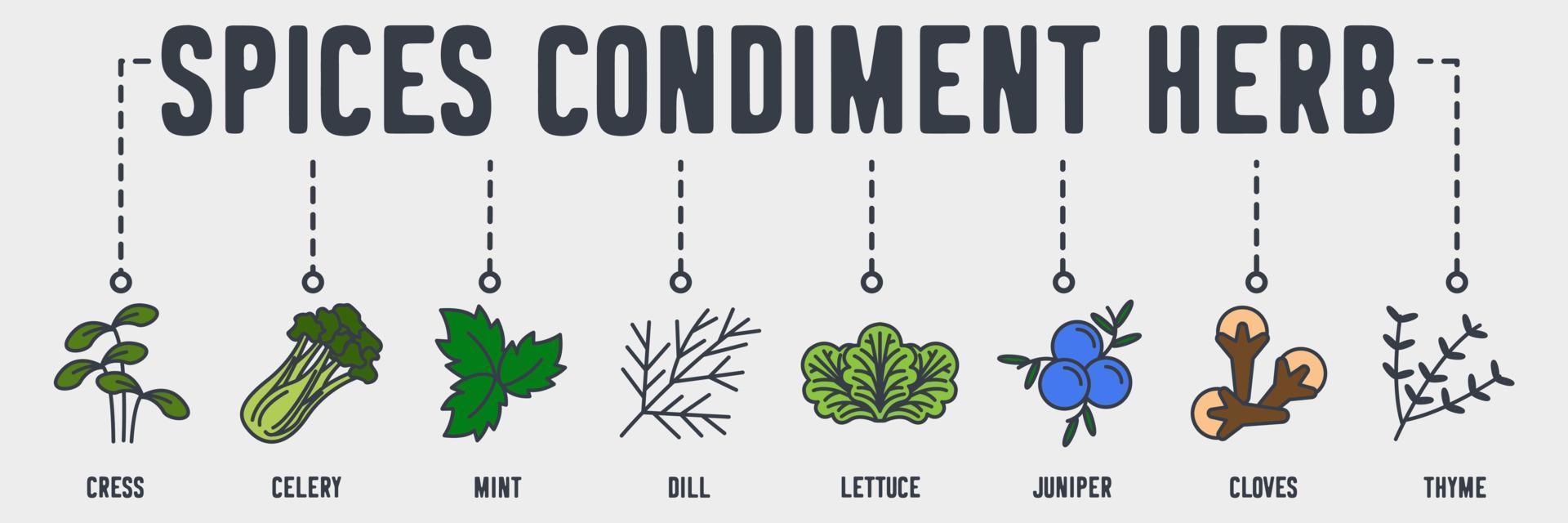 icône web bannière épices condiment herbe. cresson, céleri, menthe, aneth, laitue, genévrier, clous de girofle, thym concept d'illustration vectorielle. vecteur