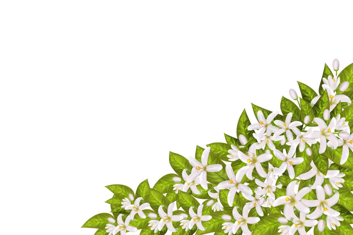 fleurs et feuilles de néroli vecteur