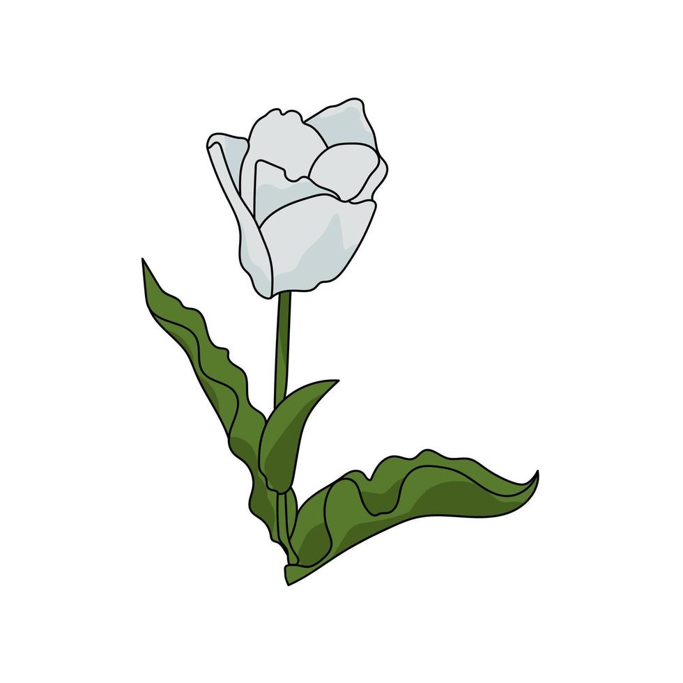 tulipe blanche avec contour noir et feuilles vertes, une fleur épanouie pour cartes de conception, invitations, etc. vecteur