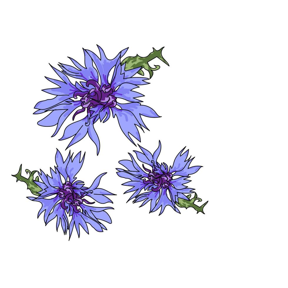 illustration vectorielle de fleur, dessin à la main de bleuets de jardin avec feuille verte vecteur