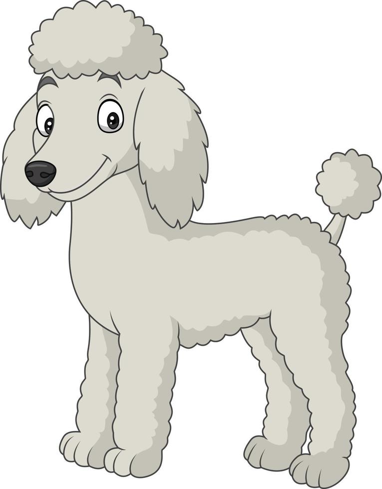 chien caniche dessin animé isolé sur fond blanc vecteur