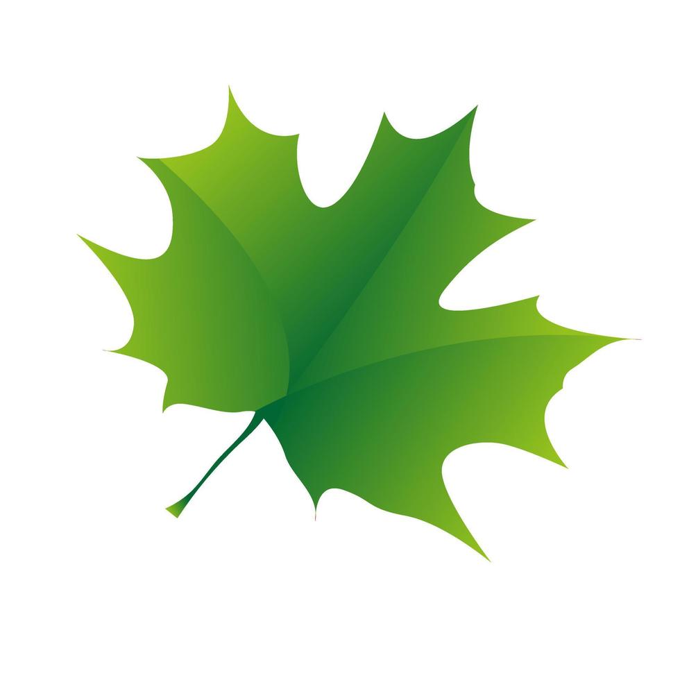 un érable vert naturel laisse sur fond blanc. feuilles d'érable isolées dans la conception d'illustration vecteur