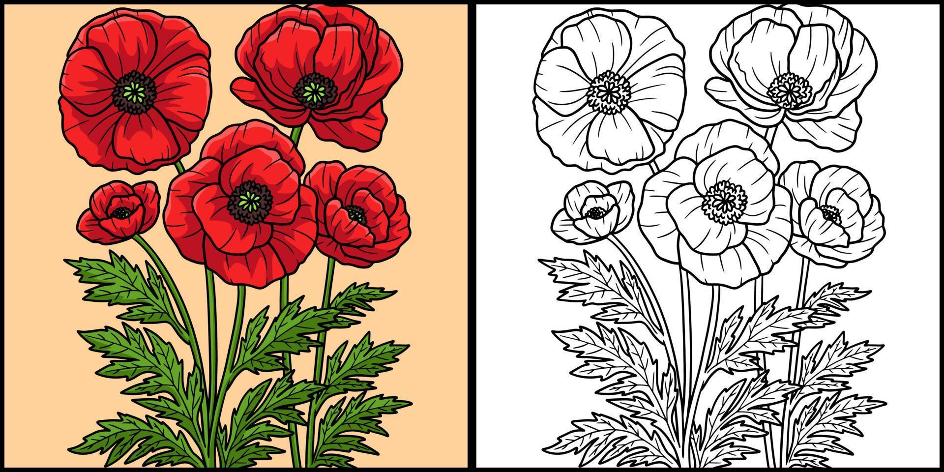 fleur de coquelicot à colorier illustration colorée vecteur