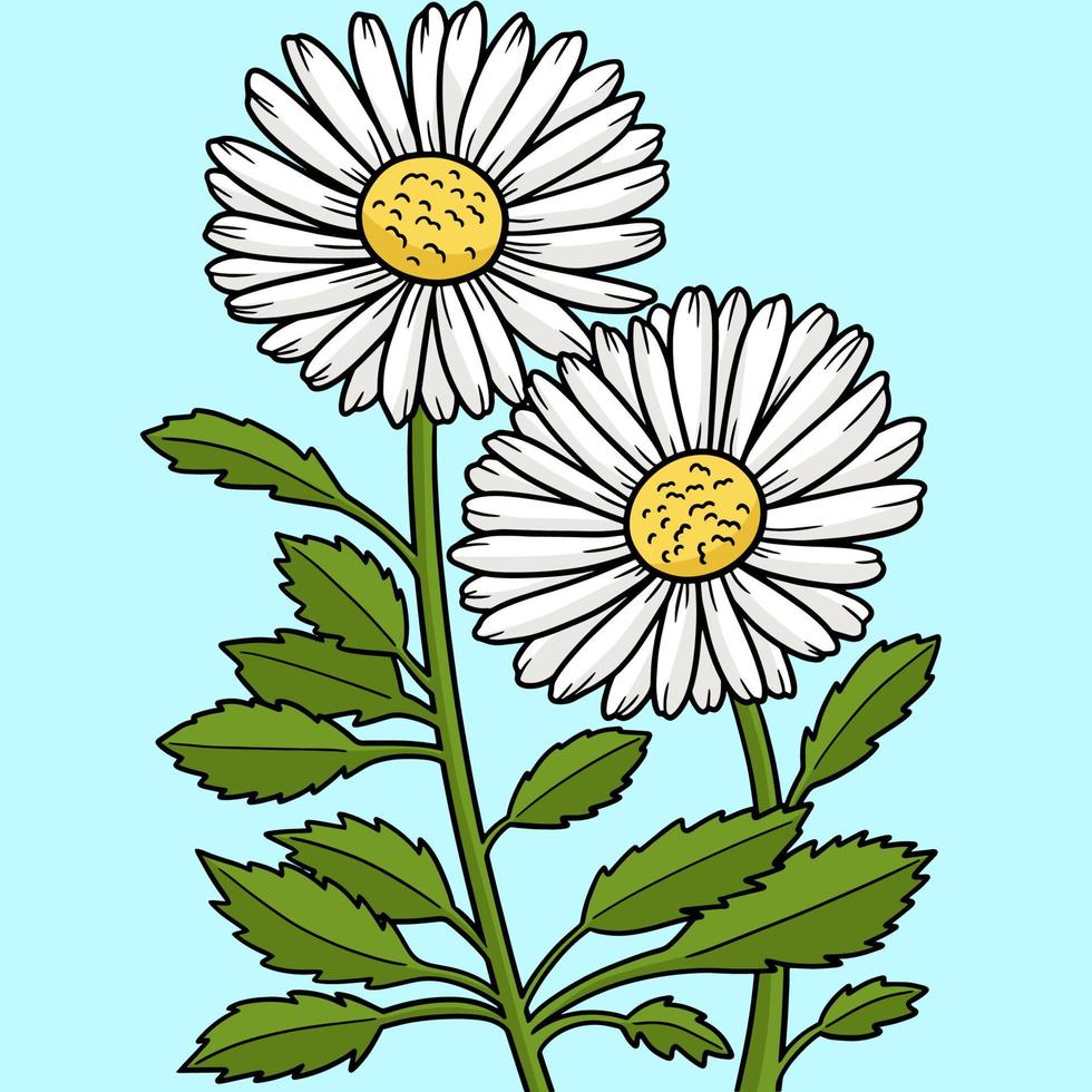 dessin animé de couleur de fleur de marguerite de leucanthemum vecteur