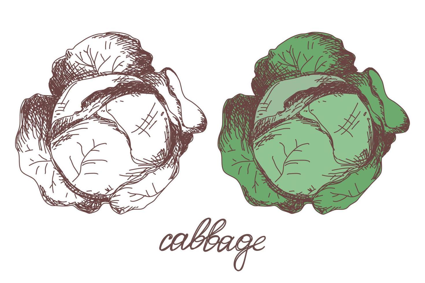 croquis réaliste d'illustration vectorielle dessinée à la main de légume de chou. chou végétal croquis dessinés à la main. nourriture écologique vecteur