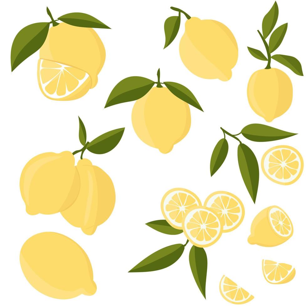 sertie de citrons. coupe d'agrumes en tranches, tranches, cercles. citrons frais mûrs sur une branche d'arbre. vecteur