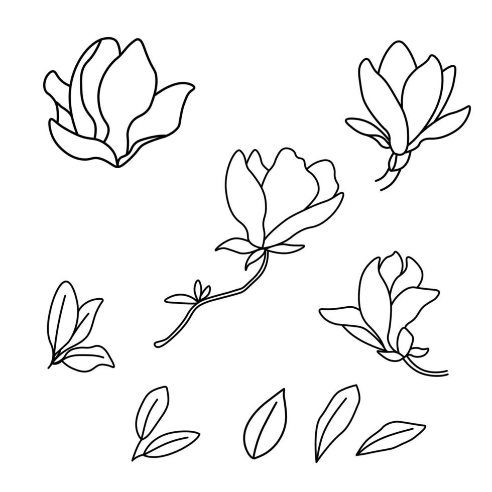 illustration en ligne noir et blanc de fleurs de magnolia sur fond blanc. feuilles de vecteur et bourgeons de magnolia dans le style de contour