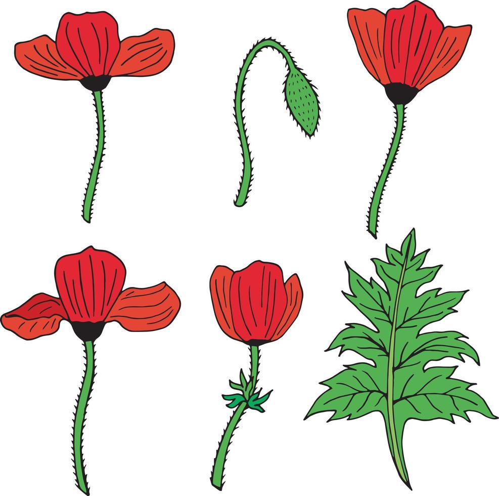 ensemble de coquelicots colorés, bourgeon de pavot et feuille. pack de belles fleurs pour votre conception. collection de fleurs rouges. vecteur