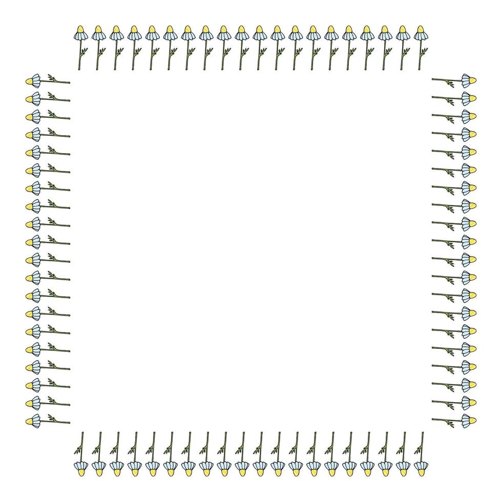 cadre carré avec camomille sur fond blanc. cadre floral isolé pour votre conception. image vectorielle. vecteur
