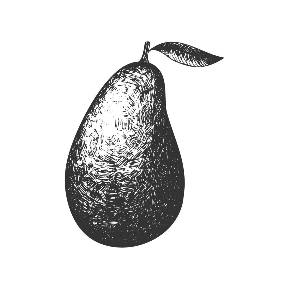 avocat entier dessiné à la main. fruits réalistes de vecteur. vecteur