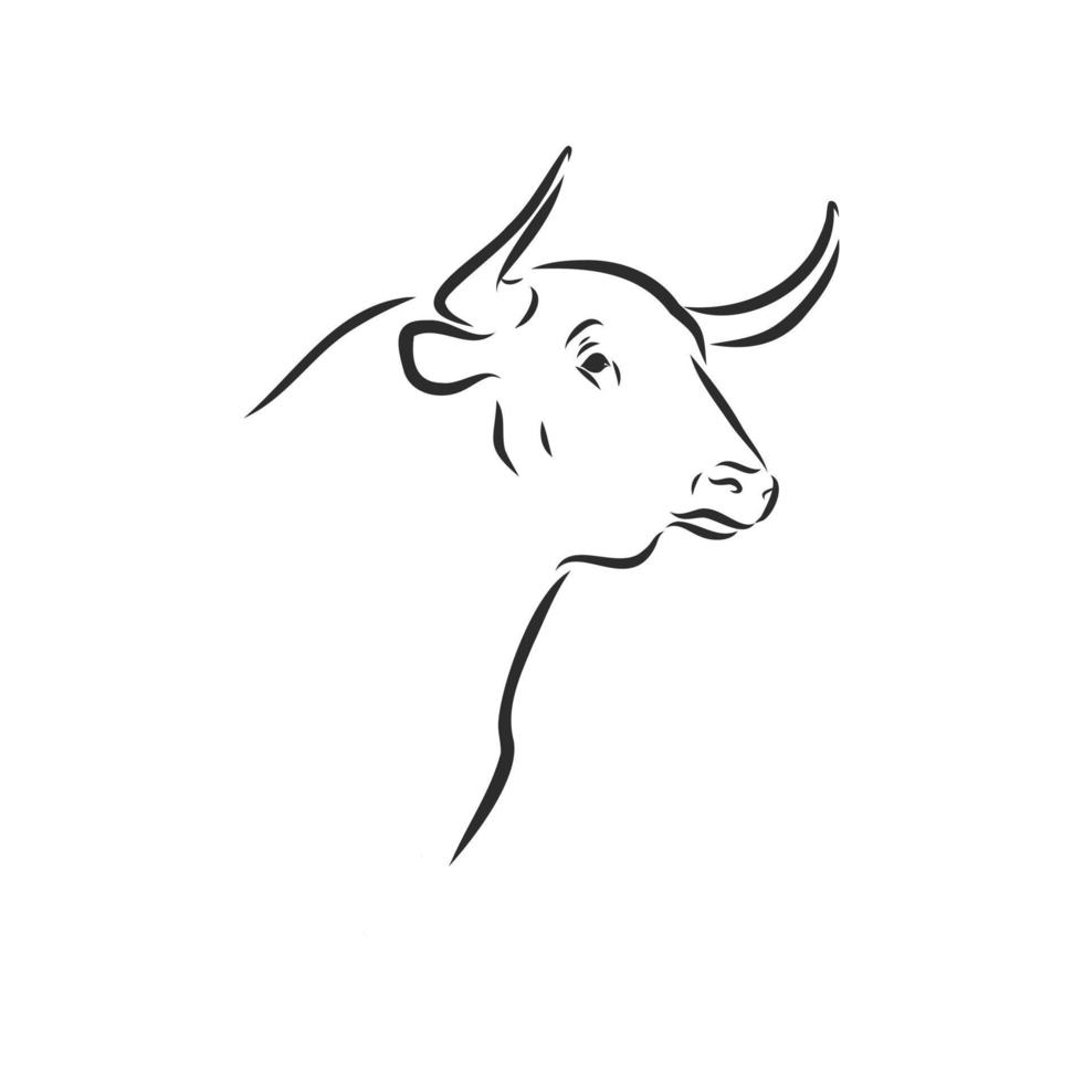 croquis de vecteur de vache taureau