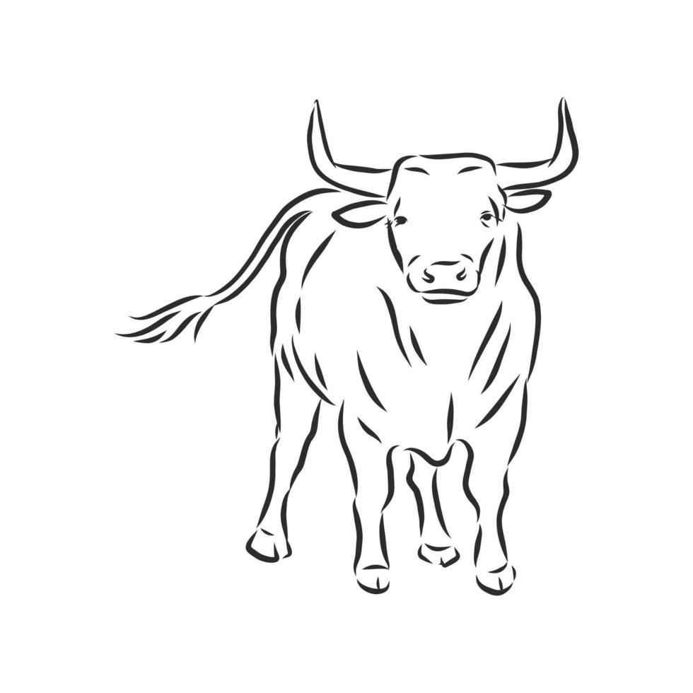 croquis de vecteur de vache taureau