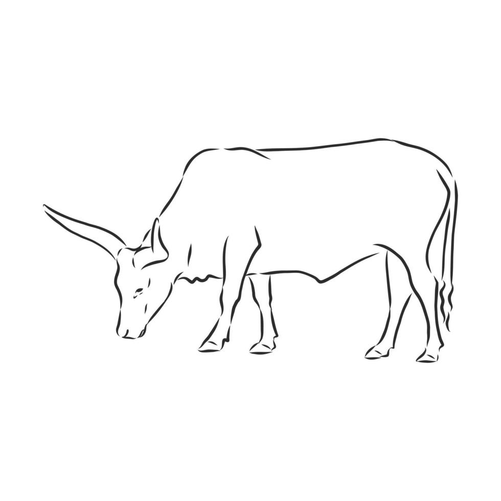 croquis de vecteur de vache taureau