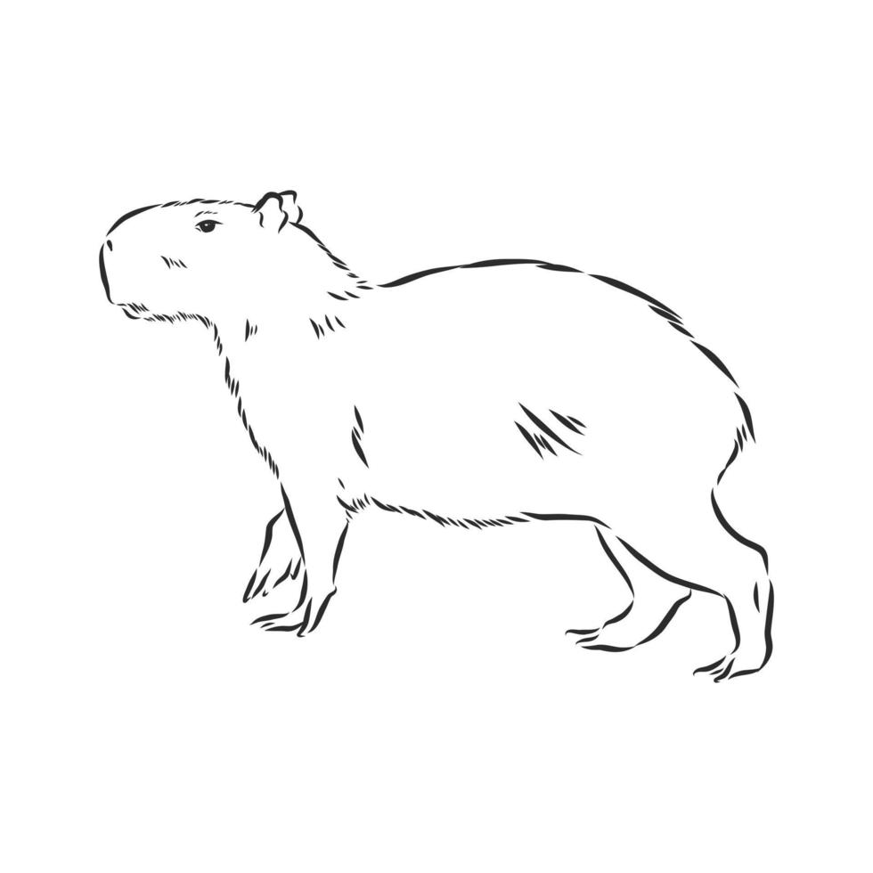 croquis de vecteur de capybara