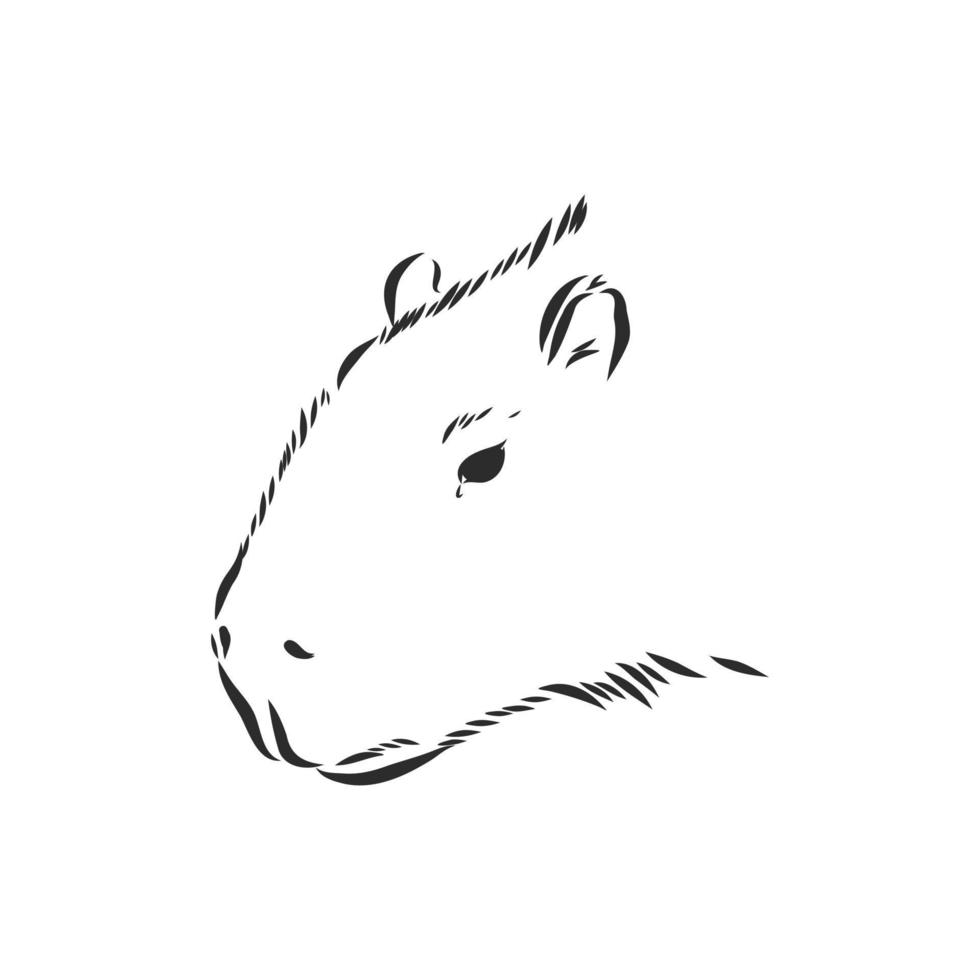 croquis de vecteur de capybara