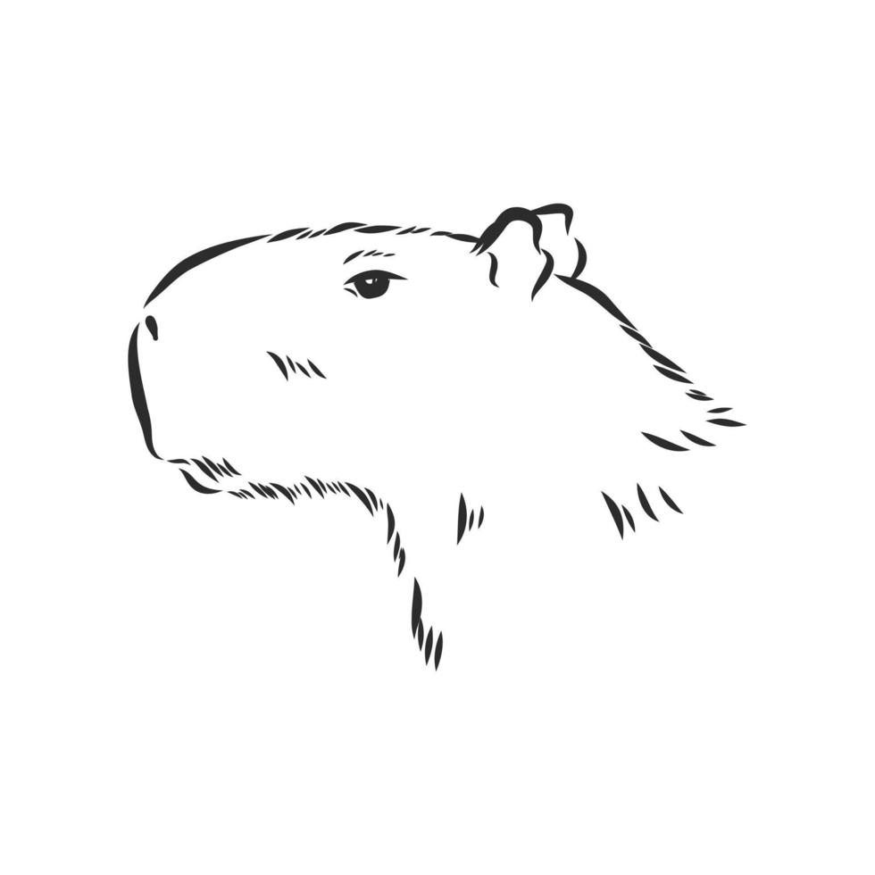 croquis de vecteur de capybara