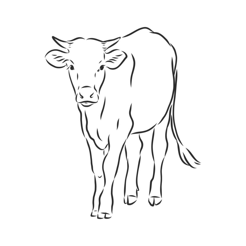 croquis de vecteur de vache taureau