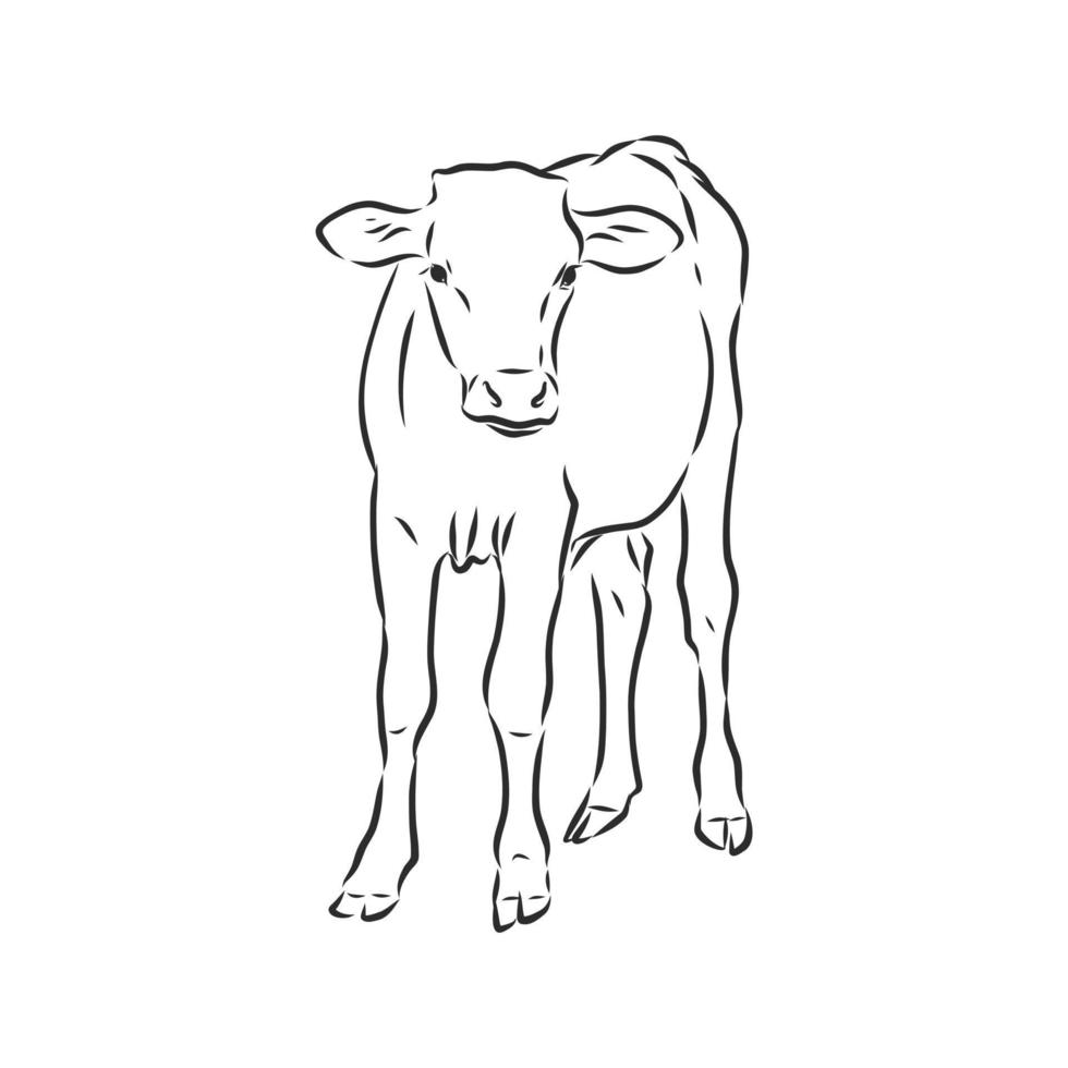 croquis de vecteur de vache taureau