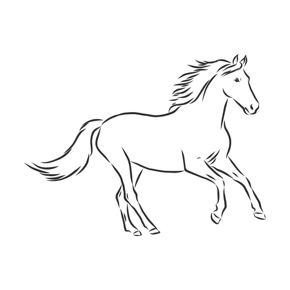 croquis de vecteur de cheval