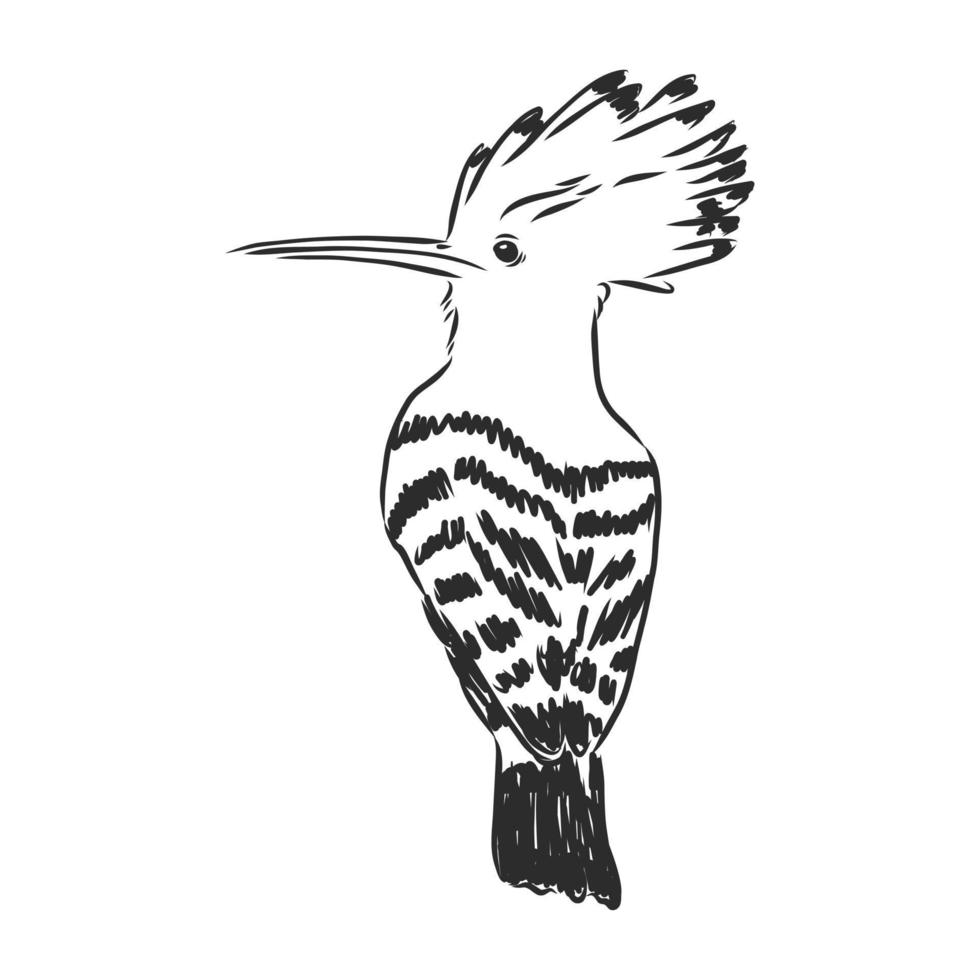 croquis de vecteur d'oiseau huppe