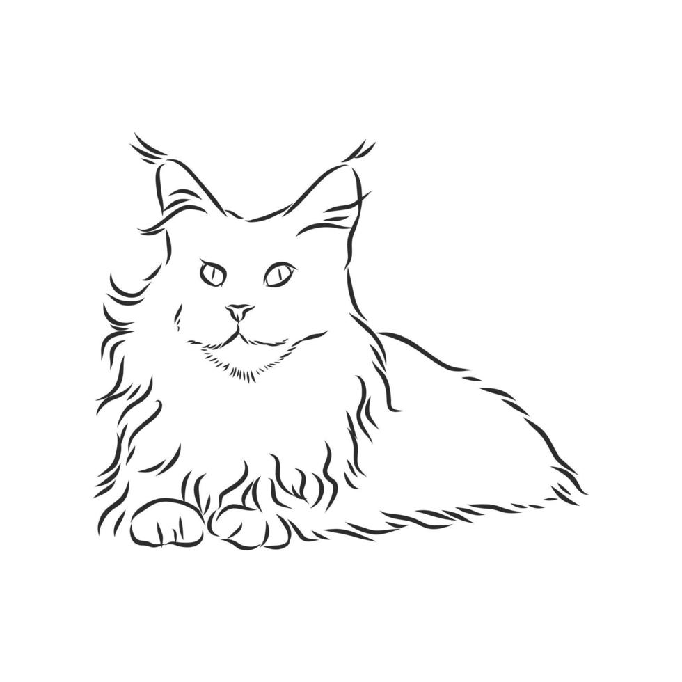 croquis de vecteur de chat maine coon