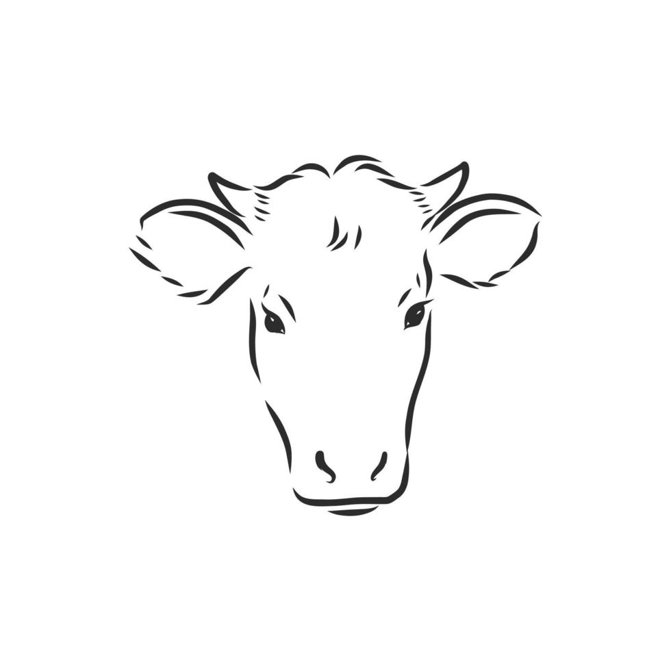 croquis de vecteur de vache taureau